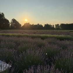 Lavender Lane