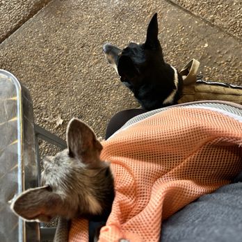 Hondo's - Happy pups - Bars Near Me - Fredericksburg, Texas