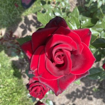 Manito Park and Botanical Gardens - Exotic Roses - Parks Near Me - Spokane, Washington Manito Park and Botanical Gardens - Exotic Roses - Parks Near Me - Spokane, Washington
