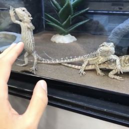 Check out the bearded dragons! They're a lot of fun. Check out the bearded dragons! They're a lot of fun.