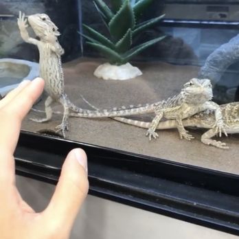 Petco - Check out the bearded dragons! They're a lot of fun. - Pet Stores Near Me - Phoenix, Arizona Petco - Check out the bearded dragons! They're a lot of fun. - Pet Stores Near Me - Phoenix, Arizona