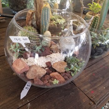 Serenity Orchid & Bonsai - Nurseries & Gardening Near Me - Miami, Florida Serenity Orchid & Bonsai - Nurseries & Gardening Near Me - Miami, Florida