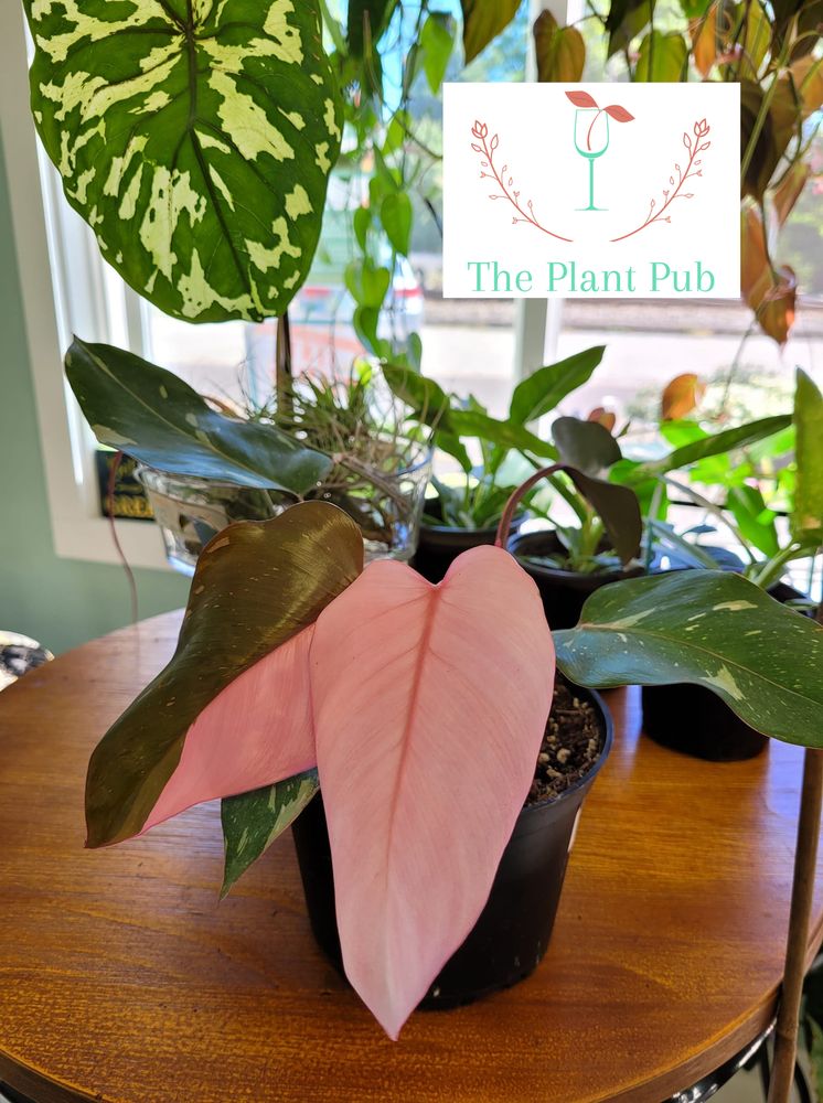The Plant Pub Logo