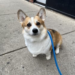 City Groomers