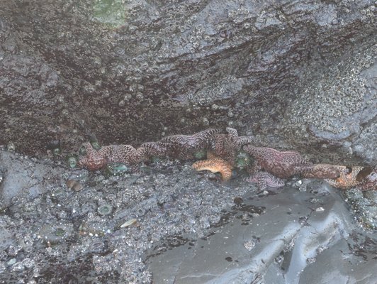 Samuel H. Boardman State Scenic Corridor by null