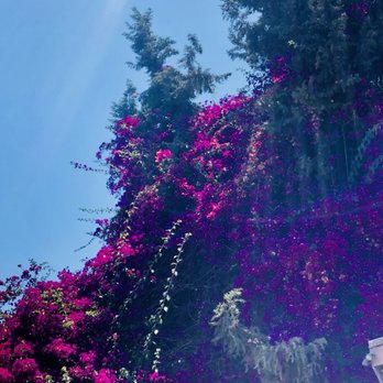 Camarillo Nursery - Bougainvillea. - Nurseries & Gardening Near Me - Camarillo, California Camarillo Nursery - Bougainvillea. - Nurseries & Gardening Near Me - Camarillo, California