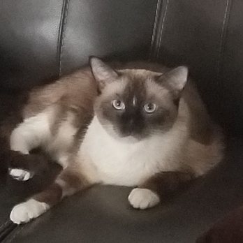 TrueCare for pets - Bubba feeling so much better!!! - Veterinarians Near Me - Studio City, California TrueCare for pets - Bubba feeling so much better!!! - Veterinarians Near Me - Studio City, California