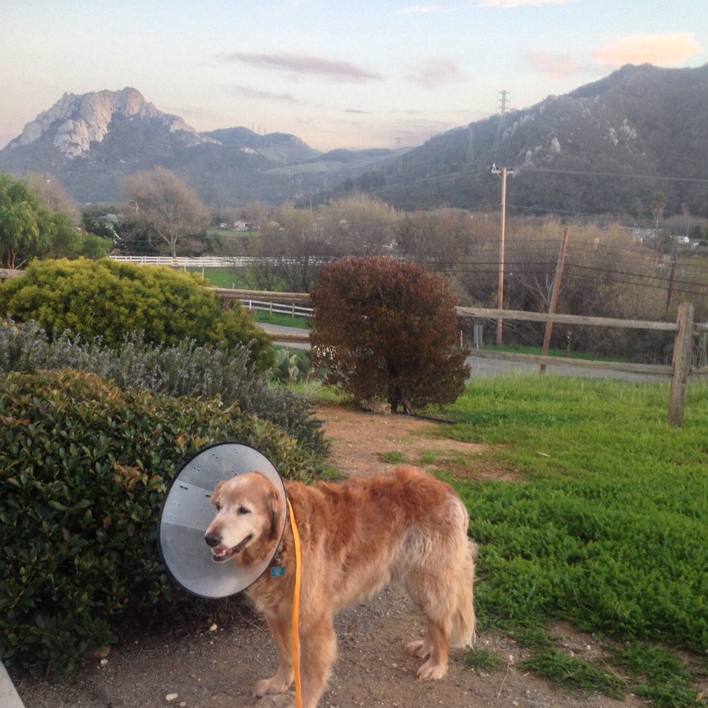 Coast Veterinary Clinic - My puppy after polyp removals off eyelid, gum, and tears cleaning. Love the complimentary nail trims after every visit. - Veterinarians Near Me - Morro Bay, California Coast Veterinary Clinic - My puppy after polyp removals off eyelid, gum, and tears cleaning. Love the complimentary nail trims after every visit. - Veterinarians Near Me - Morro Bay, California