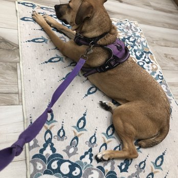 Harmony Animal Hospital - Veterinarians Near Me - Naples, Florida Harmony Animal Hospital - Veterinarians Near Me - Naples, Florida