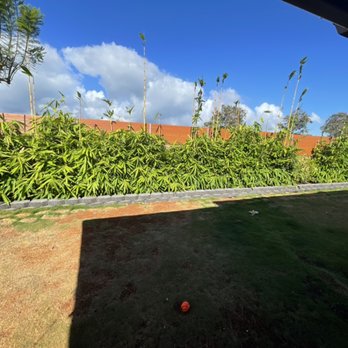Dotson Gardens - The view of the bamboo, redwood stained custom built fence, and short retaining wall below from clients backyard. - Gardeners Near Me