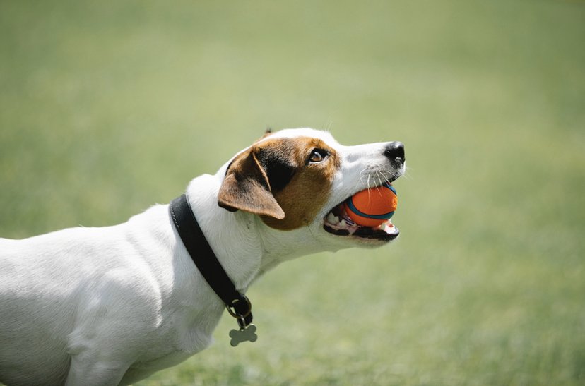 NASHVILLE DOGGY DAYCARE Nashville, Tennessee Pet Sitting Phone