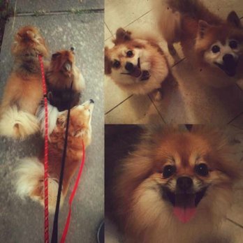 The Pet Gal - They send us a montage picture of their visit! - Dog Walkers Near Me - Austin, Texas The Pet Gal - They send us a montage picture of their visit! - Dog Walkers Near Me - Austin, Texas