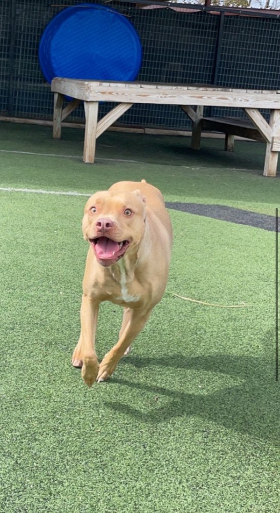 SWISHER DOG CARE Updated May 2024 3592 Fm 2181, Hickory Creek