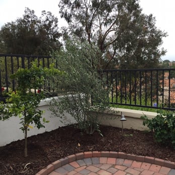 Moon Valley Nurseries - Beautiful new olive and tango mandarin - Tree Services Near Me - Irvine, California