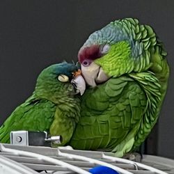 Two of my flock napping