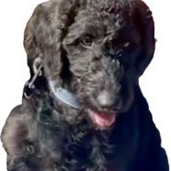 Veterinary Emergency Group - Shadow - Emergency Pet Hospital Near Me - San Jose, California