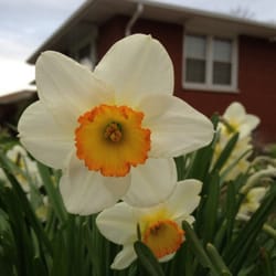 Laurey Lizabeth Schillman, OD