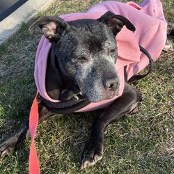 Eclipse Specialty and Emergency Pet Care - Girlie girl