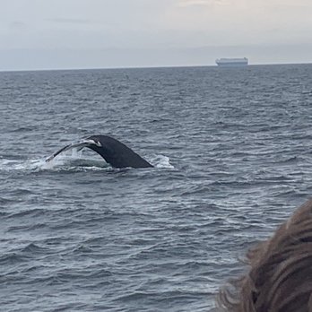 7 Seas Whale Watch - Whale Watching Tours Near Me - Gloucester, Massachusetts