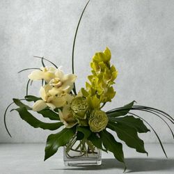 Blossoms - Modern Orchids