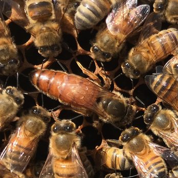 Swarm And Tender - Her Majesty The Queen! - Honey Near Me Swarm And Tender - Her Majesty The Queen! - Honey Near Me