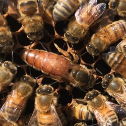 Swarm And Tender - Her Majesty The Queen!