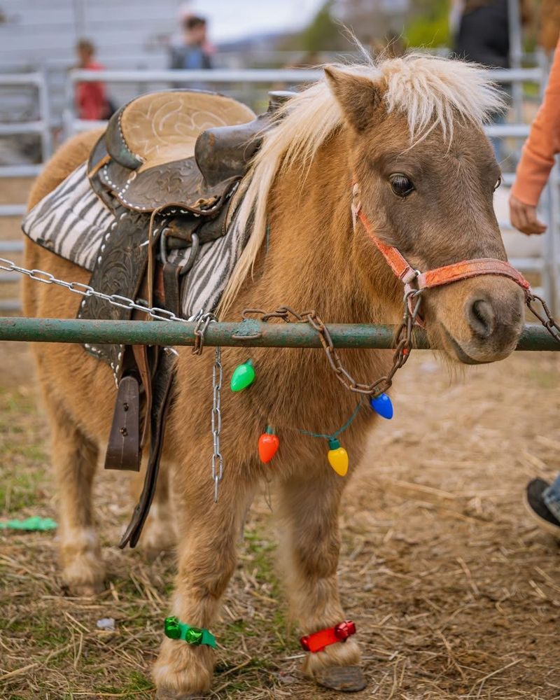 Elsberry Riding & Farm - equestrian in Rockmart, GA