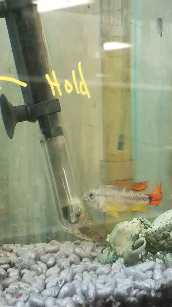 PET DEN PET SUPPLIES Pet Stores 1209 Nederland Ave, Nederland, TX