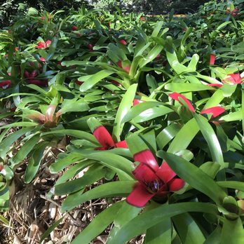 Halawa Xeriscape Garden - They gave away bromeliad pups - fully grown ones shown here - last month - Botanical Gardens Near Me - Aiea, Hawaii