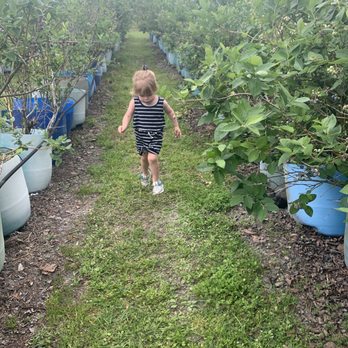 Lutz Blueberry Farm - Family fun plus a 1lb bucket of berries for $5! - Pick Your Own Farms Near Me - Lutz, Florida Lutz Blueberry Farm - Family fun plus a 1lb bucket of berries for $5! - Pick Your Own Farms Near Me - Lutz, Florida