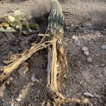 Arizona-Sonora Desert Museum - Museums Near Me - Tucson, Arizona
