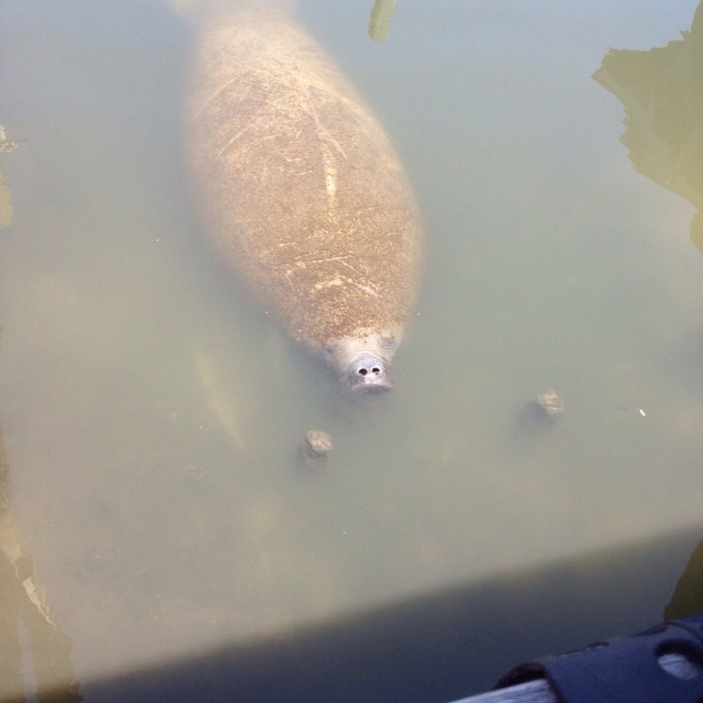 Crystal Sands Condos - Manatee that swam up to us at the marina - Apartments Near Me - Sarasota, Florida Crystal Sands Condos - Manatee that swam up to us at the marina - Apartments Near Me - Sarasota, Florida