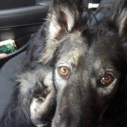 Happy girl after getting some treats and finding out what herp care supplies were here. Happy girl after getting some treats and finding out what herp care supplies were here.