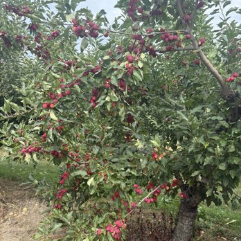 Rocky Ridge Orchard - Crab apples - Bakeries Near Me - Bowdoin, Maine Rocky Ridge Orchard - Crab apples - Bakeries Near Me - Bowdoin, Maine