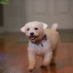 Catering to Cats and Dogs