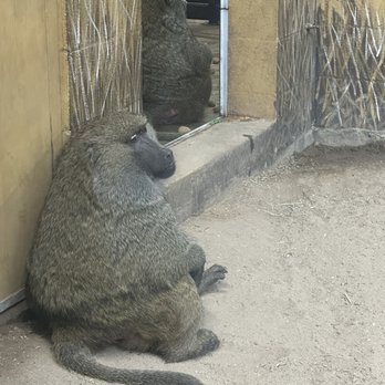 Zoo Boise - Zoos Near Me - Boise, Idaho