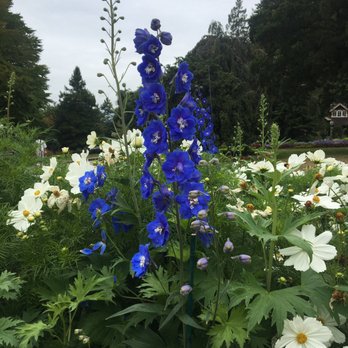 Stanley Park - flowers in the rose garden - Parks Near Me - Vancouver, British Columbia
