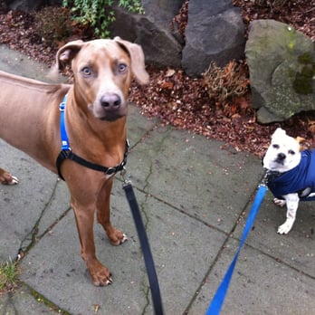 Pampered Pooch Dog Walking - Dog Walkers Near Me Pampered Pooch Dog Walking - Dog Walkers Near Me