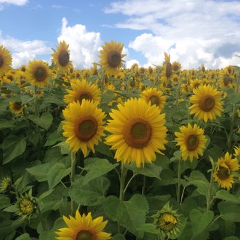 Colby Farm - Bakeries Near Me - Newbury, Massachusetts