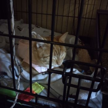 Friends of Felines - Animal Shelters Near Me - Keizer, Oregon Friends of Felines - Animal Shelters Near Me - Keizer, Oregon