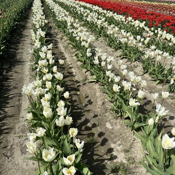 Tulip Town - Botanical Gardens Near Me - Mount Vernon, Washington Tulip Town - Botanical Gardens Near Me - Mount Vernon, Washington