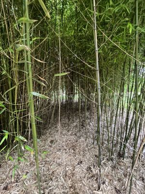 Green Animals Topiary Garden by null