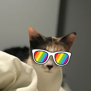 Felines & Canines - LeeLoo's super cool snapchat glasses - Animal Shelters Near Me - Chicago, Illinois