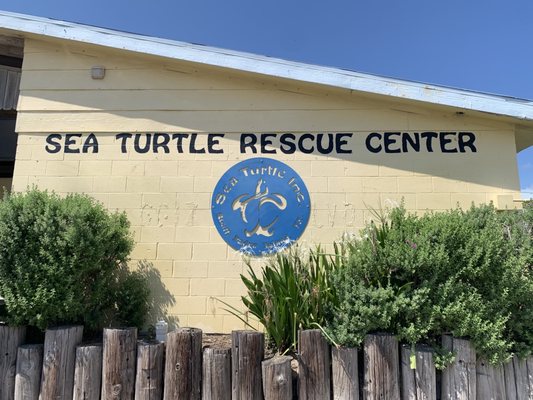 Sea Turtle, Inc. by null