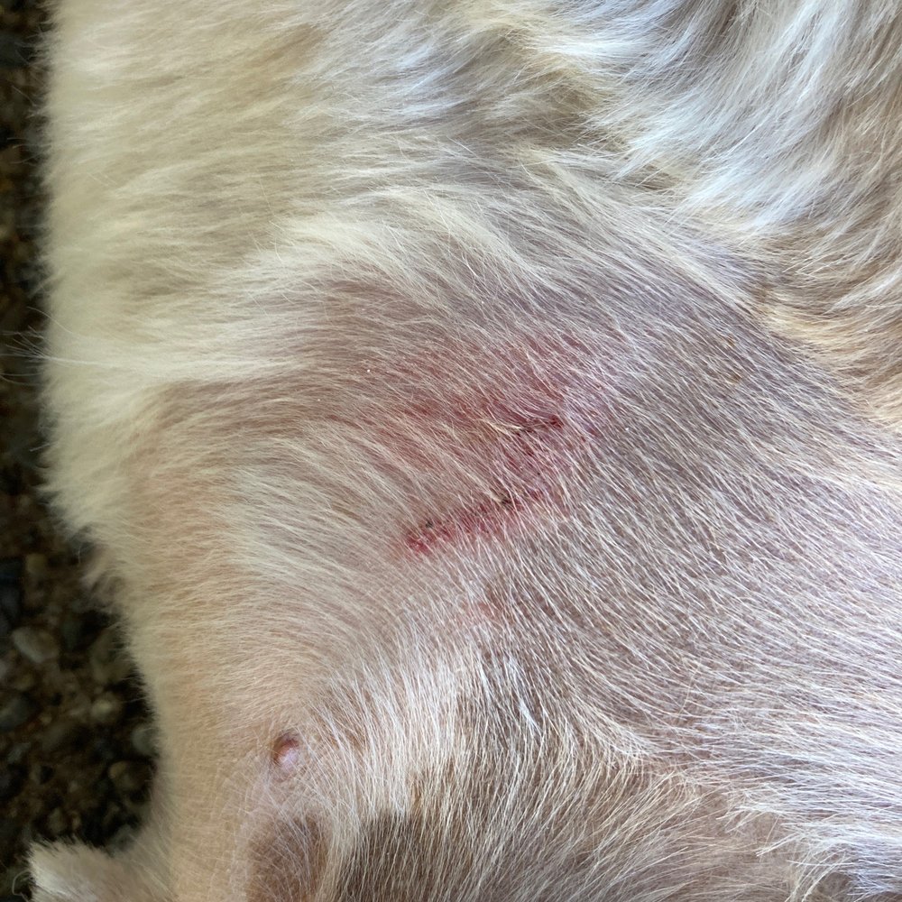 Clip N Clean - Pet Sitting Near Me - Tacoma, Washington
