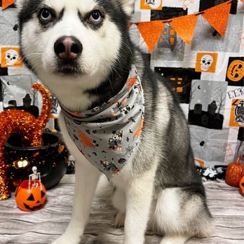 PetSmart - Pet Stores Near Me - Metairie, Louisiana PetSmart - Pet Stores Near Me - Metairie, Louisiana