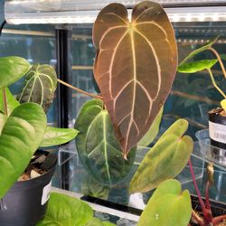 Hickory Lane Plants