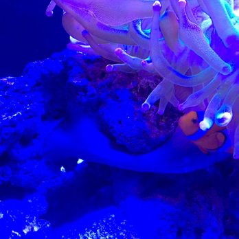 Austin Aquarium - Aquariums Near Me - Austin, Texas