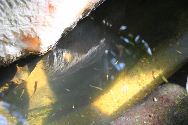 Palmiarnia Poznańska by null