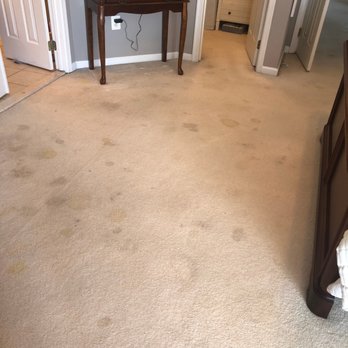 MetroGreen Cleaning Services - BEFORE CLEANING (Pet stain treatment) - Carpet Cleaning Near Me - Bethesda, Maryland MetroGreen Cleaning Services - BEFORE CLEANING (Pet stain treatment) - Carpet Cleaning Near Me - Bethesda, Maryland